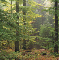 人工木材は森林保護、環境保全に貢献します